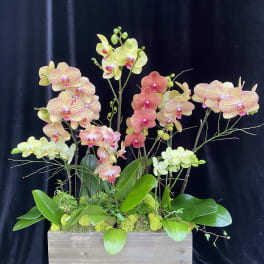 Orchid arrangement in a rectangular wooden planter with pink and yellow blooms