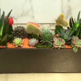 Rectangular planter with assorted succulents and cacti