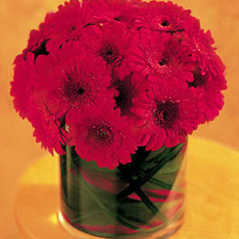 Pink gerbera daisies in a clear glass vase