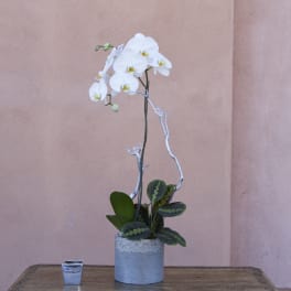 White orchid arrangement in a silver pot with a small candle beside it