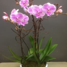Pink orchid blooms in a white pot with green leaves