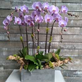 Lavender orchid arrangement in a gray wooden planter