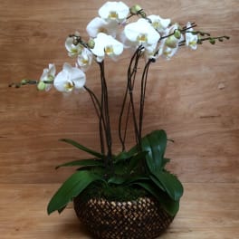 White orchid plant in a woven basket planter