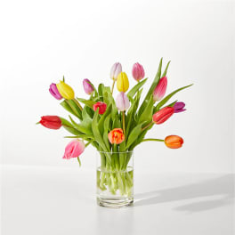 Spring Tulips