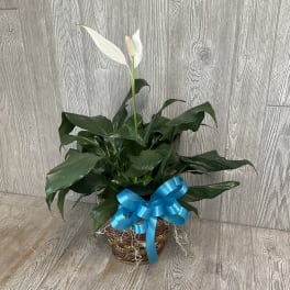 Potted peace lily plant in a woven basket with a bright blue bow