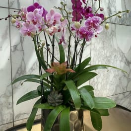 Pink and magenta orchids arranged in a metallic pot with succulents