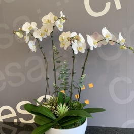 White orchids arranged in a white bowl planter with succulents