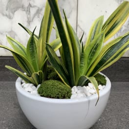 Potted snake plants in a white bowl planter with white stones