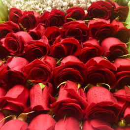 Red 24: 24 Long stem Red Roses
