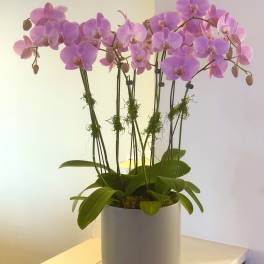 Pink orchid plant in a white pot on a table