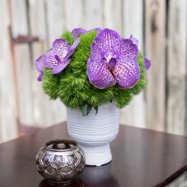 Purple orchids in a white vase with a green mossy base