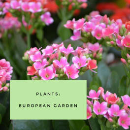 Pink flowering plant with clusters of small blossoms