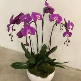 Potted magenta phalaenopsis orchids in a round white container.
