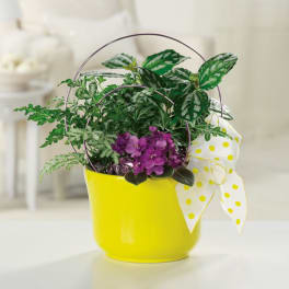Potted plant with purple flowers in a yellow container and polka-dot ribbon