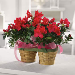 Two basket planters of red azaleas tied with pink ribbon