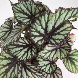Potted begonia with large silver-striped leaves
