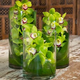 Three glass vases filled with bright green orchids