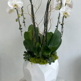 White orchids in a faceted white pot with green succulents and moss