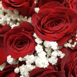 Close-up bouquet of red roses with white baby's breath