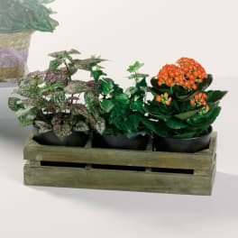 Three potted plants in a wooden crate, including one with orange blooms
