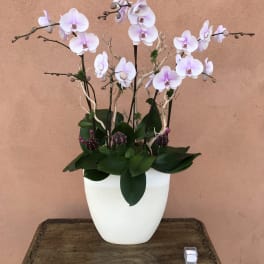 White and pale pink orchids arranged in a white pot