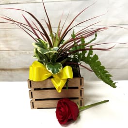 Potted mixed plants in a wooden crate with yellow bow and a single red rose lying in front