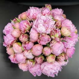 Bouquet of pink peonies with tightly closed buds