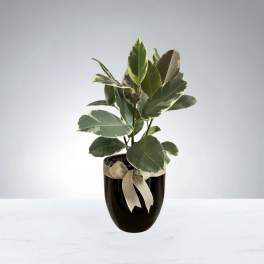 Ficus Elastica Varigeted Plant
