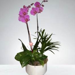 Orchid Garden by D'Lily's Flowers