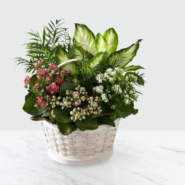 Basket arrangement of pink and white flowering plants with lush green foliage