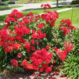 Large red flowering shrub in a garden bed