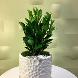 Potted green plant in a white textured ceramic planter