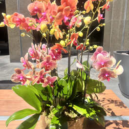 Potted orchids with pink and orange blooms in a glass bowl