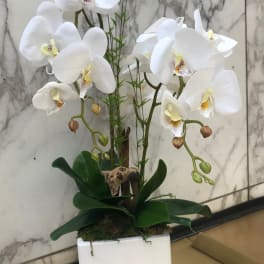 White orchids arranged in a square white planter