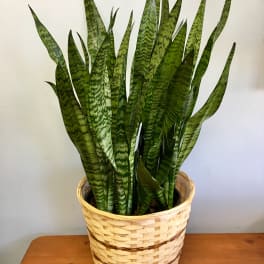 Potted snake plant in a woven basket planter