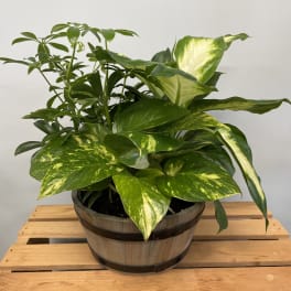 Potted green houseplant with variegated leaves in a wooden barrel planter