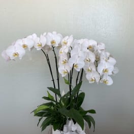 White orchid arrangement in a white pot with a ribbon