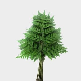 Bundle of green fern fronds tied together