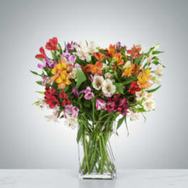 Amazing Alstroemeria by BloomNation™