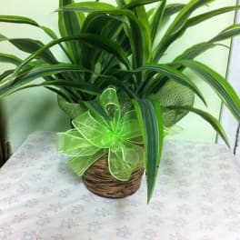 Potted green plant in a woven basket with a lime ribbon