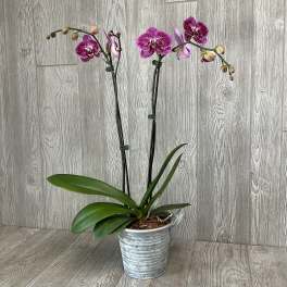Potted Phalaenopsis Orchid