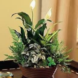 Potted peace lily arrangement with white blooms and variegated foliage