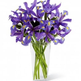 Purple irises arranged in a clear glass vase
