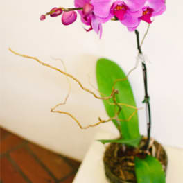Potted pink orchid with broad green leaves