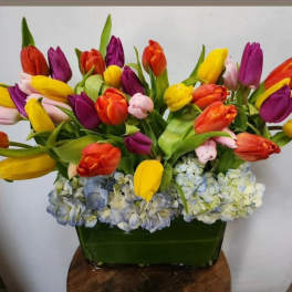 Colorful tulip arrangement in a green rectangular vase with blue hydrangeas
