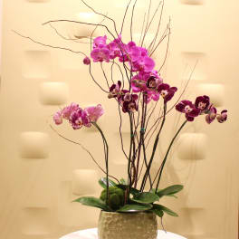 Tall orchid arrangement in a textured ceramic pot