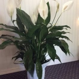 Simply Elegant Spathiphyllum - Medium