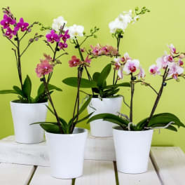 Four potted orchids with pink, white, and purple blooms in white pots