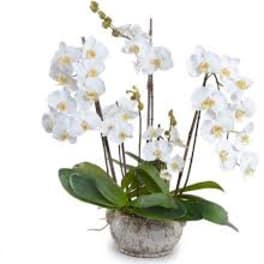 White orchid plant in a textured pot