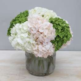 Hydrangea arrangement with white, pale pink, and green blooms in a ribbed clear glass vase